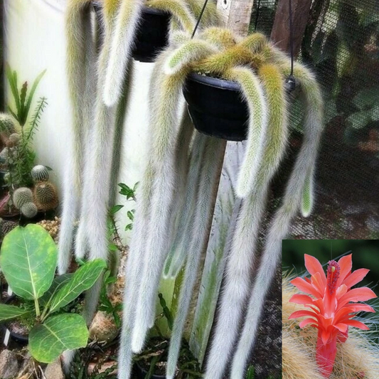 Monkey Tail Cactus Cutting – Hildewintera Colademononis, Trailing Succulent for Propagation, 10 Inch Live Planting Material