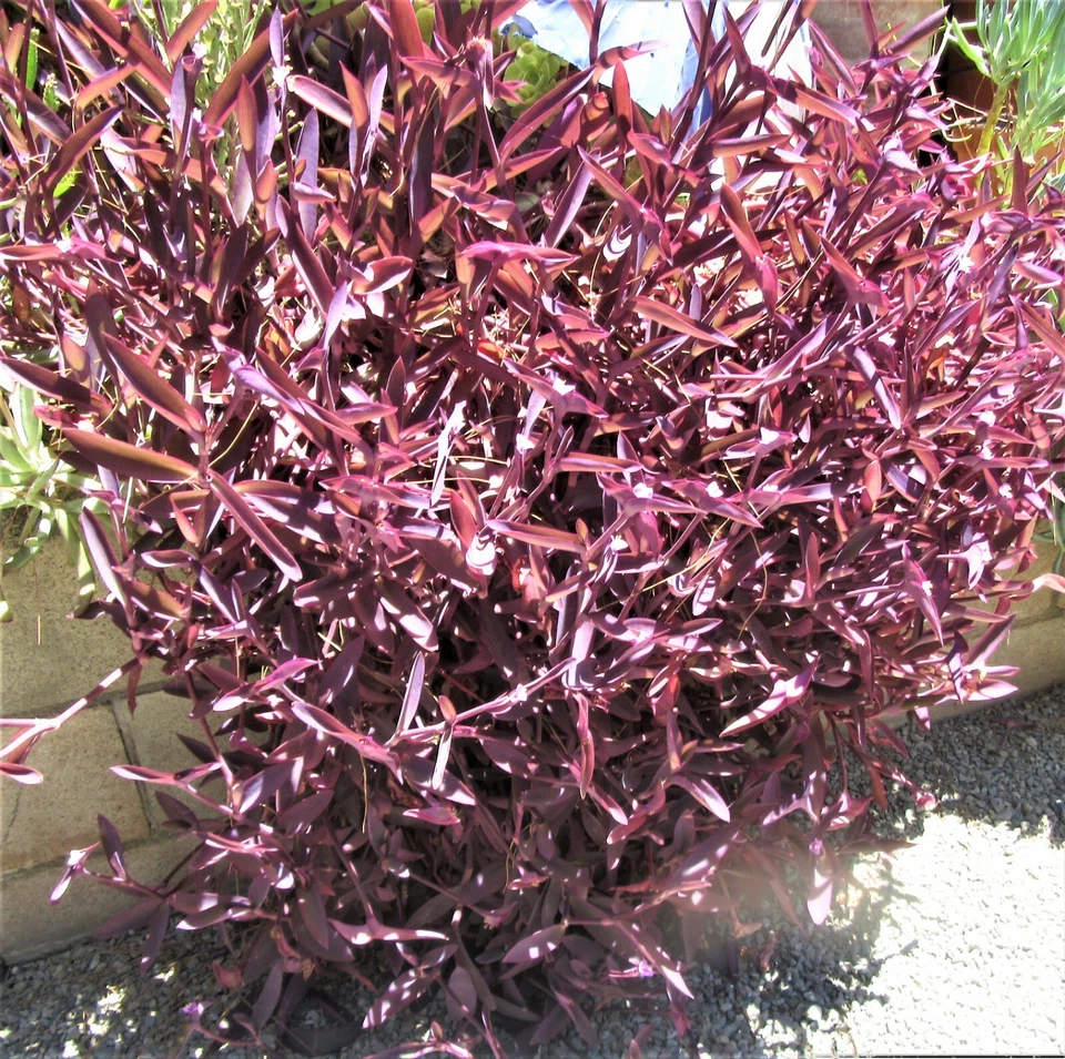 Purple Heart Tradescantia Pallida Cuttings – 8 Unrooted Trailing Houseplant Starters – Vibrant Purple Foliage, Easy to Grow