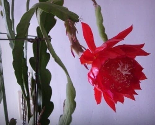 Orchid Cactus Epiphyllum Cuttings – Big Red Flower Variety, 8 Inch Unrooted Planting Material, Epiphyllum oxypetalum