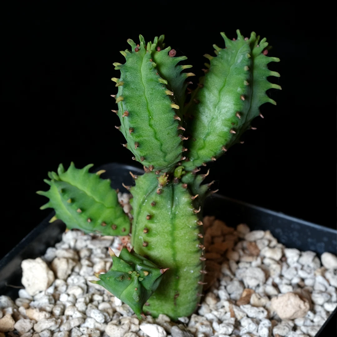 Euphorbia tubiglans Live Succulent in 3.25" Pot Rare Caudex Cluster Plant Indoor Collection Euphorbiaceae