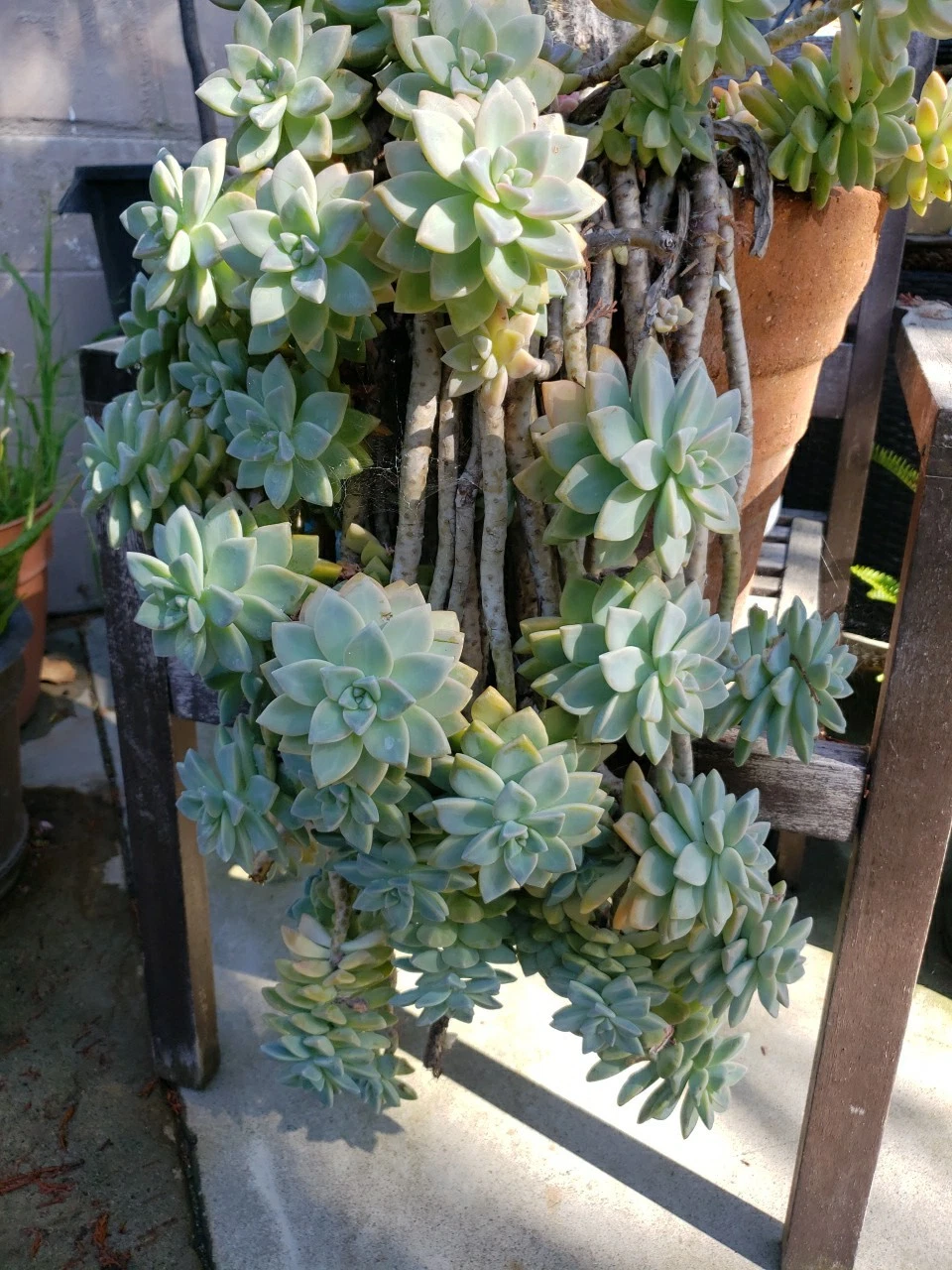 Rooted Hanging Succulent Plants – 3 Live Trailing Cuttings for Pots or Planters – Easy Care Indoor Greenery