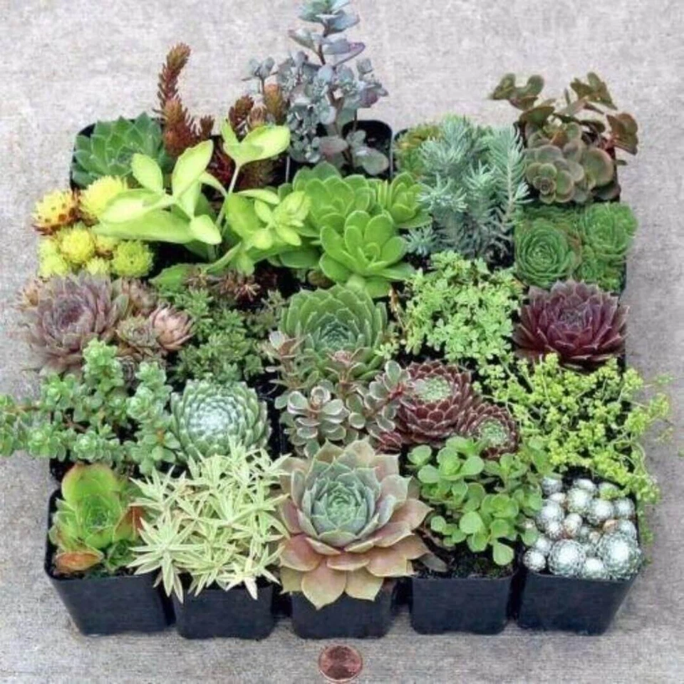 Succulent Cuttings Pack – 20 Unrooted Varieties, Rare Premium Mix for DIY Planters & Gardens, 10 Unique Succulent Plants