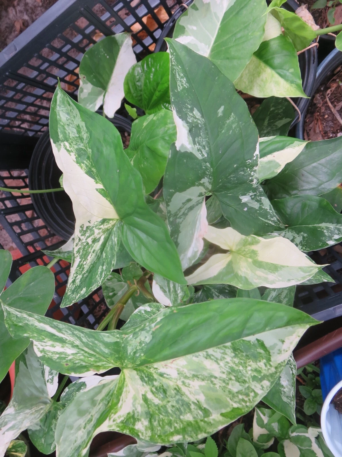 Variegated Syngonium Albo Cutting – Live Unrooted or Rooted Arrowhead Vine Houseplant for Indoor Decor