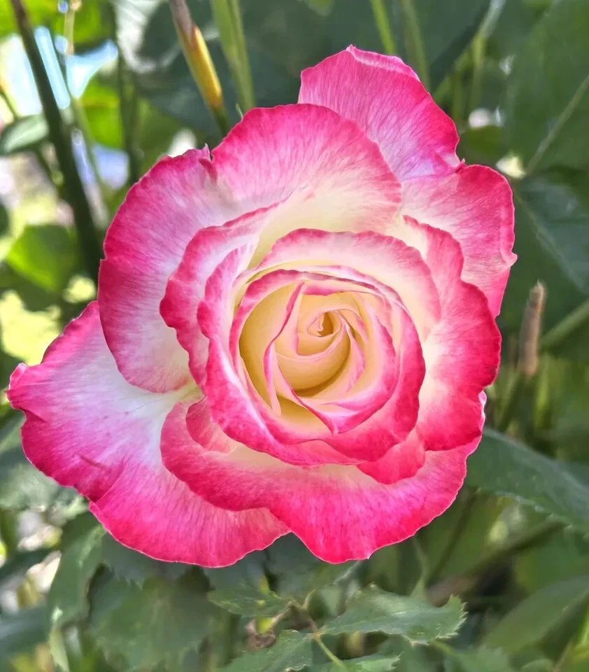 Double Delight Rose Live Cuttings – 5 Stems Fragrant Bicolor Roses for Planting, Garden, Floral Display, Rosa hybrida