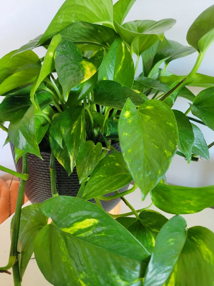 Pothos Hawaiian Cuttings – 3 Unrooted Epipremnum aureum Trailing Houseplant, Golden Variegated Indoor Propagation