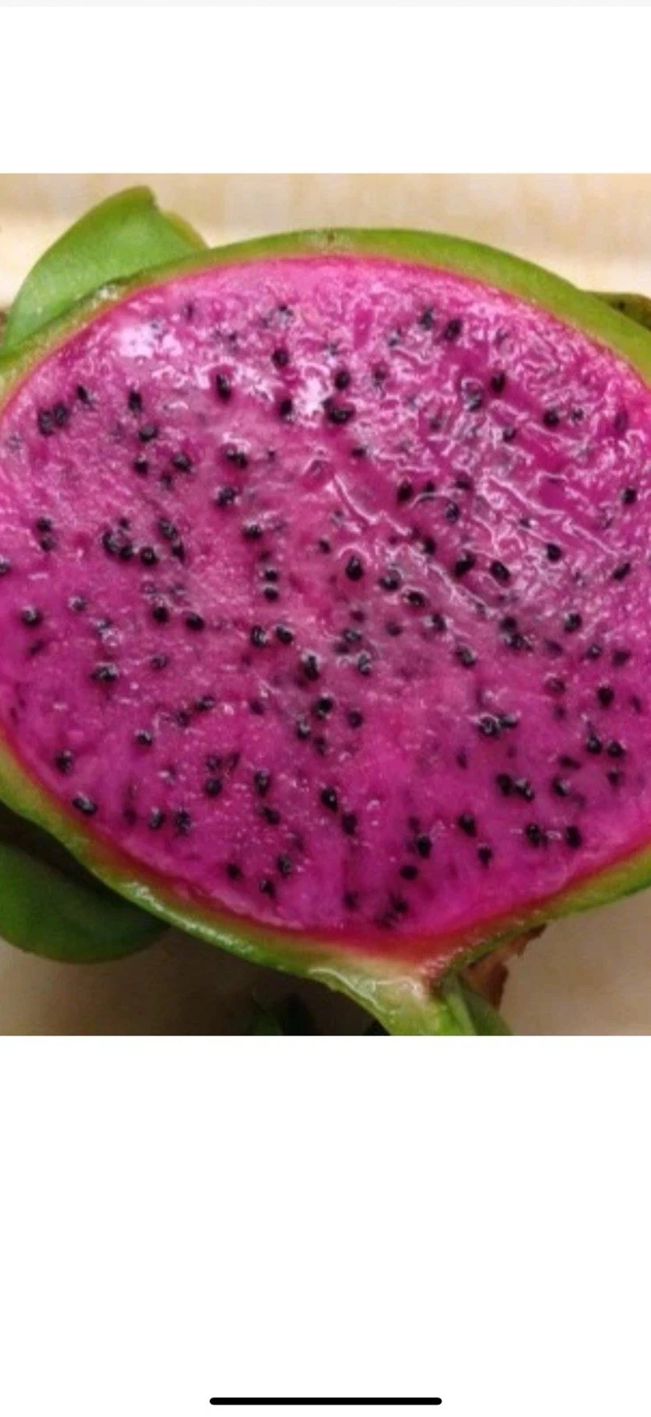 Dragon Fruit Cuttings – 2 Unrooted Live Pitaya Plant Starters – 10 Inch Hylocereus undatus