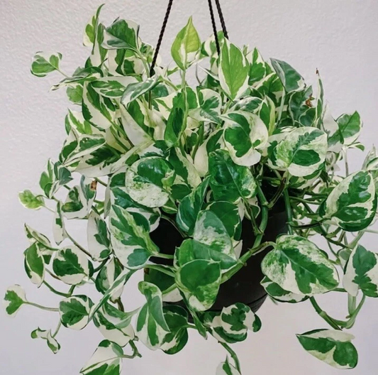 N’Joy Pothos Cuttings Set of 4 – Variegated White & Green Epipremnum aureum Houseplant Propagation Material