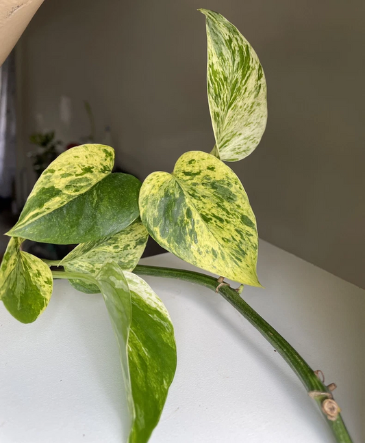 Marble Queen Pothos Cuttings 2-3 Pieces with 3 Leaves Each, Unrooted Indoor Houseplant, Variegated Devil’s Ivy, Easy Care