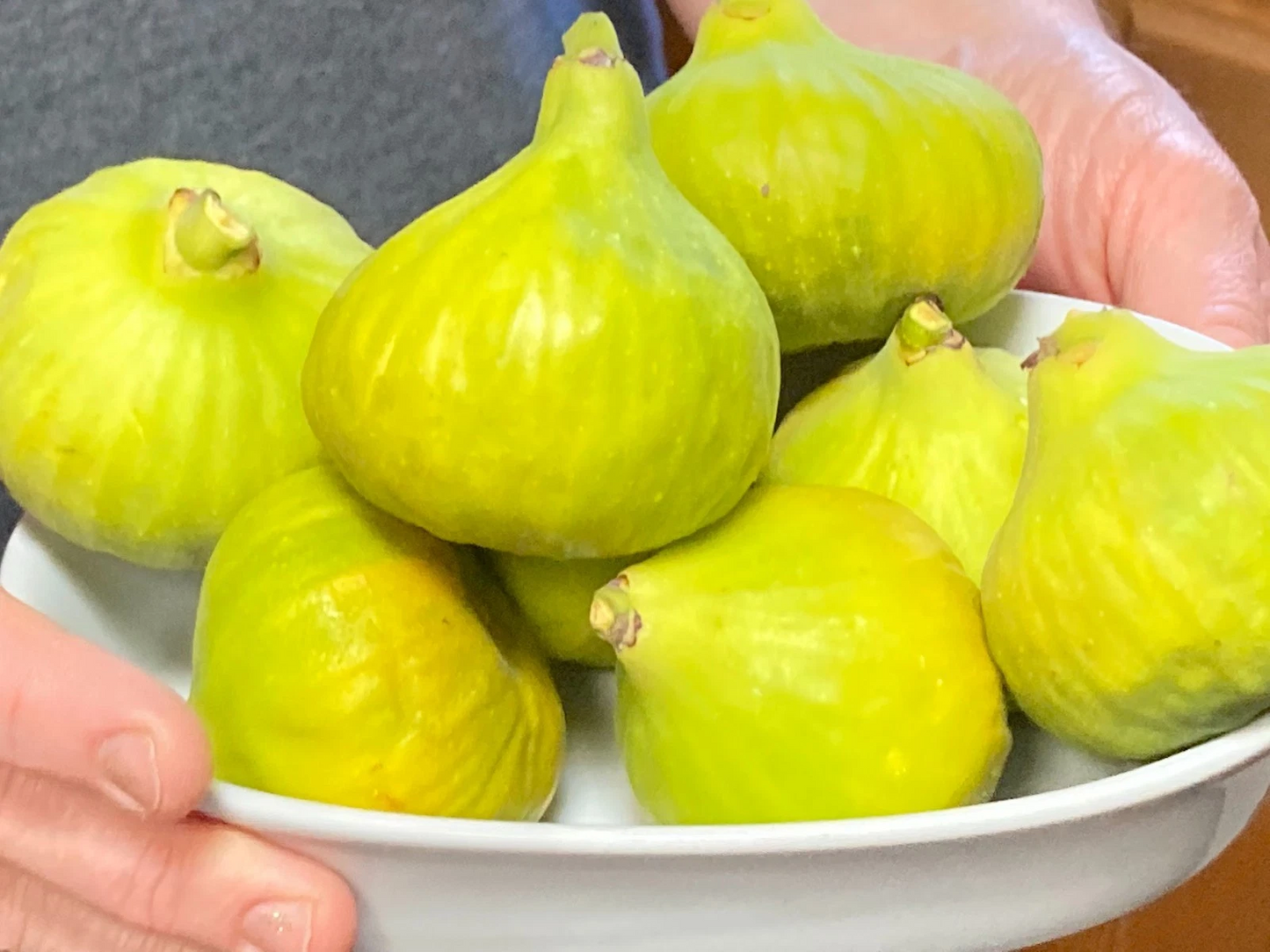 Desert King Fig Tree Cuttings Unrooted, Propagation Fruit Tree Scions, Set of 8, Ficus carica