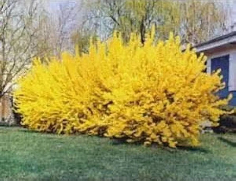 Forsythia Shrub Cuttings – 10 Unrooted 6–8 Inch Propagation Sticks – Hardy Ornamental Flowering Bush – Forsythia x intermedia