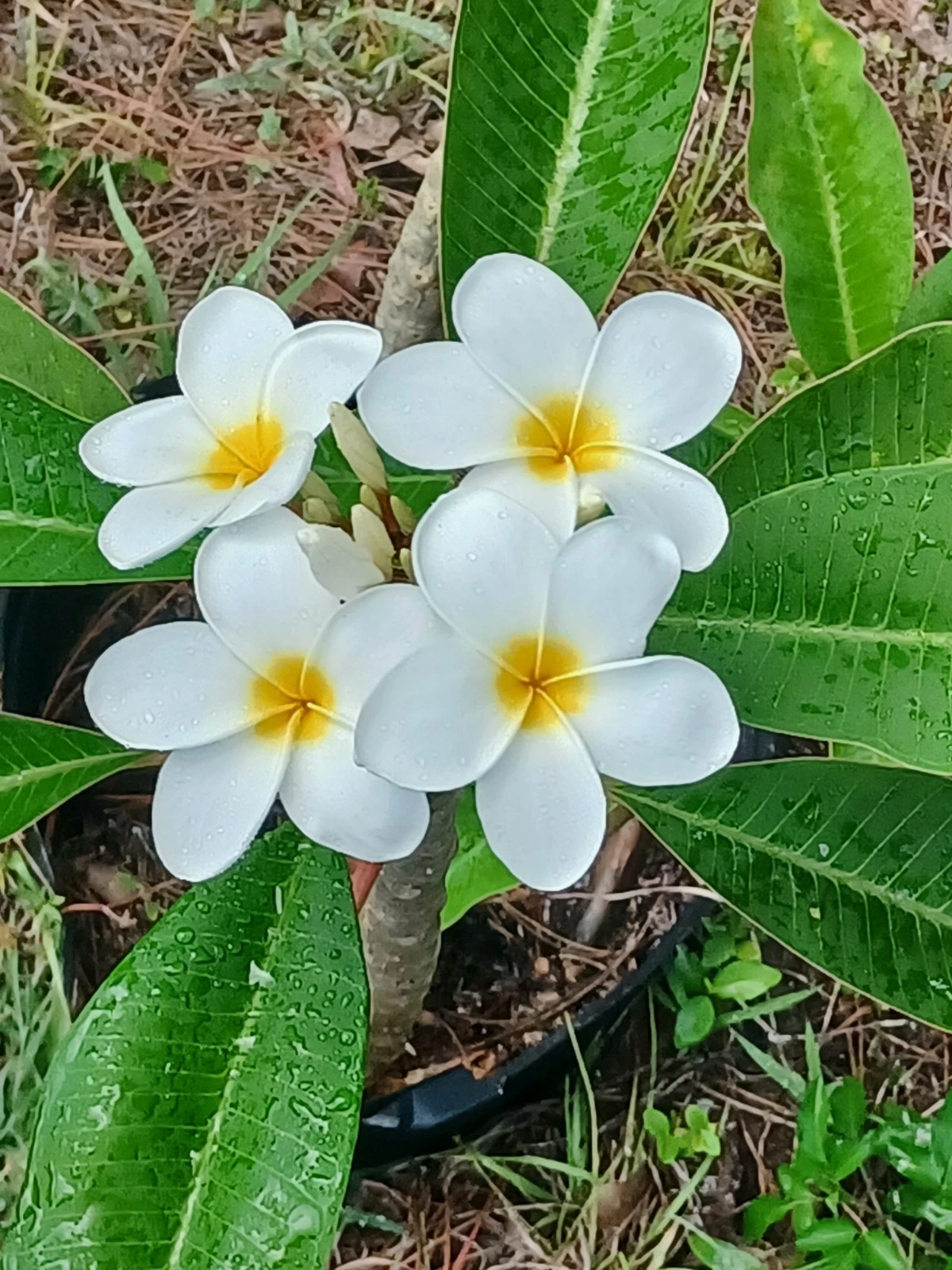 Plumeria Cutting – Live Frangipani Stem for Tropical Garden or Patio, Color Match to Photo, Unrooted Fresh Plant Material