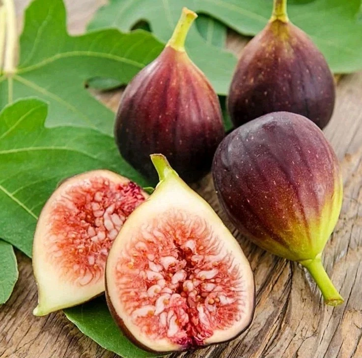 Brown Turkey Fig Cuttings, Ficus carica, Cold Hardy Fruit Tree, Set of 4 Unrooted Planting Cuttings