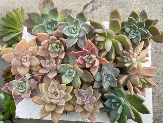 Graptopetalum paraguayense Pink Ghost Plant Cuttings – 2-4in Live Succulent Stems, Bare-Root Starts, Pink and Gray Foliage