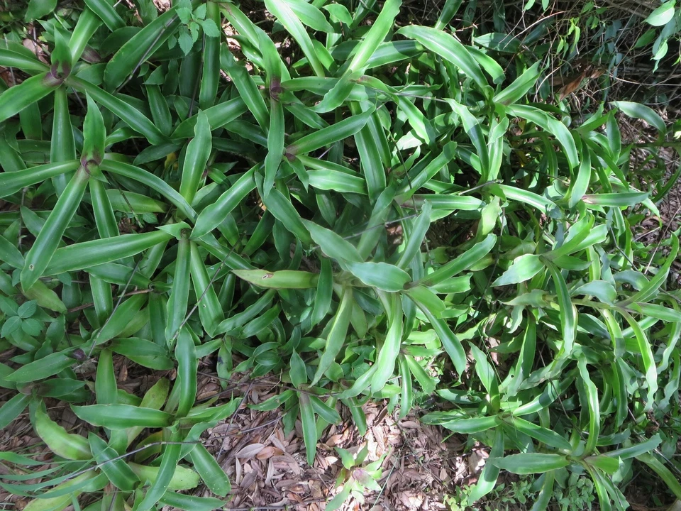 Callisia fragrans Cuttings - 5 Unrooted Medicinal Basket Plant Cuttings for Easy Propagation - Indoor Foliage Greenery