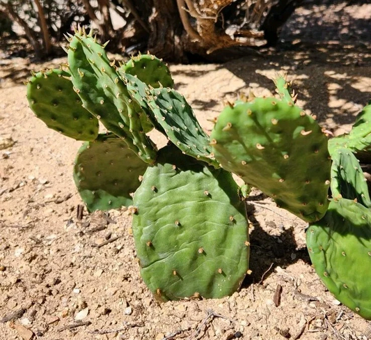 Opuntia humifusa Cactus Pad Cutting – Eastern Prickly Pear NYC Form for Rooting – Live Succulent Plant for Propagation