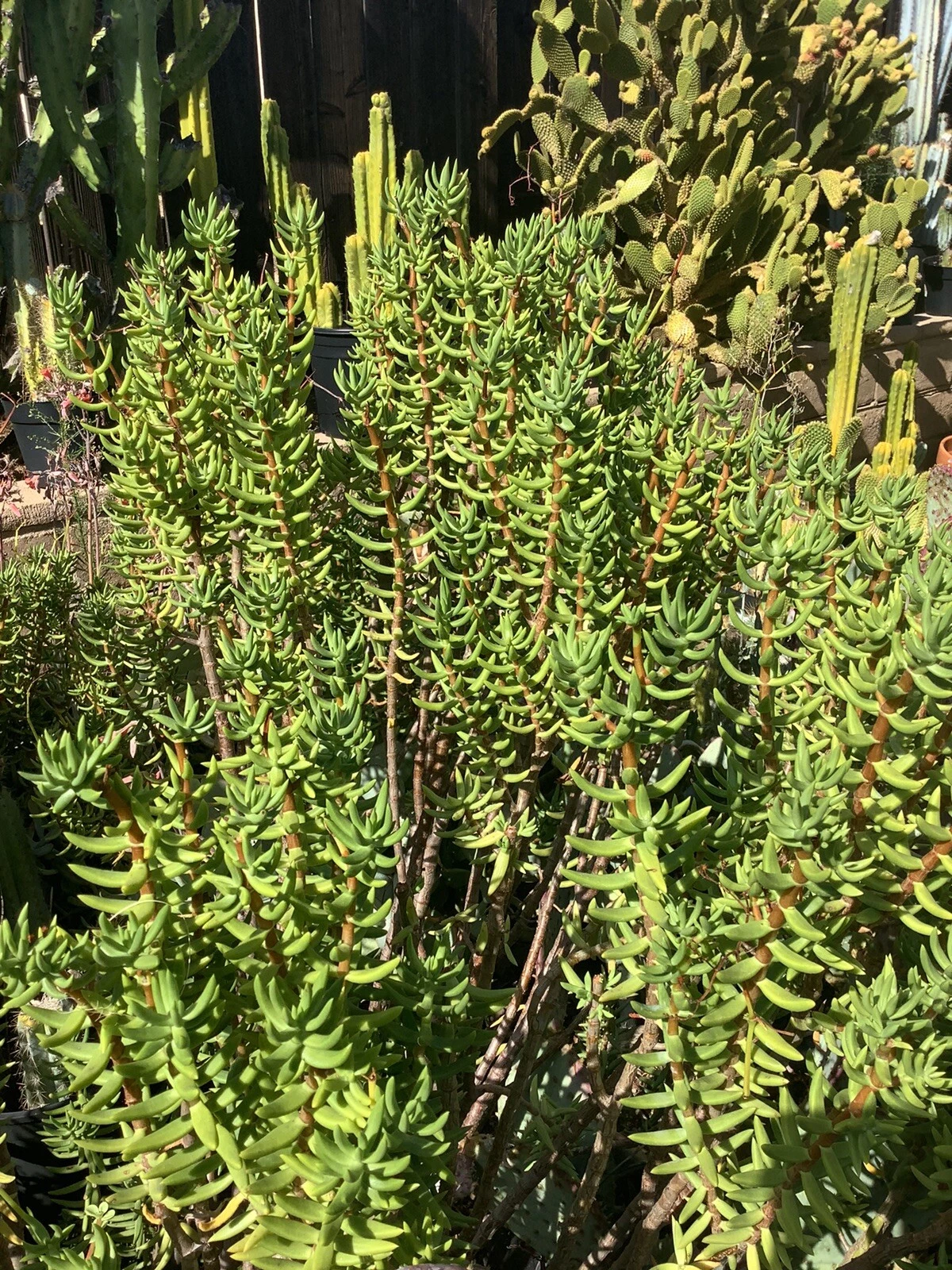 Crassula Tetragona Mini Pine Tree Succulent Cuttings – 7 Live 5–8" Hardy Succulent Stems for Indoor Pots & Rock Gardens