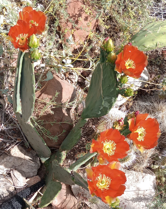 Opuntia Orange Julius Spineless Cactus Pad – Large Unrooted Planting Pad with Orange Flowers, Succulent, Opuntia microdasys