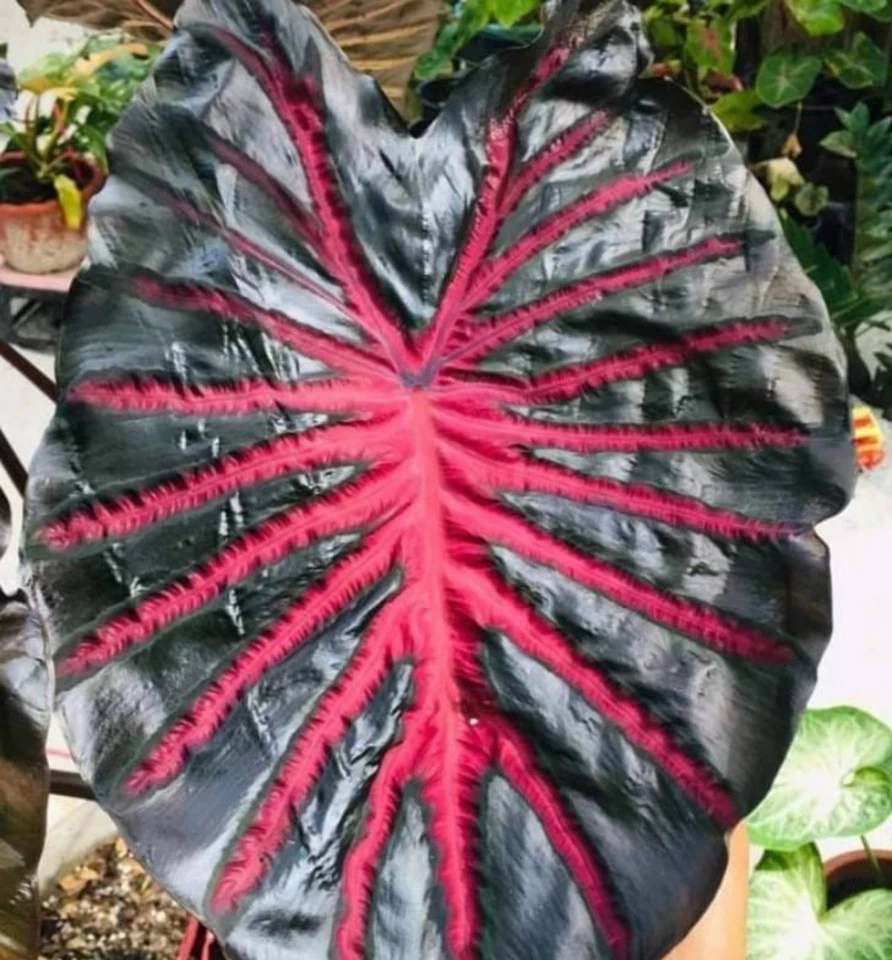 Black Lava Colocasia Plant – Rooted Elephant Ear Starter for Garden & Landscape, Tropical Foliage, Live Plant, Dark Leaf, Container or Ground