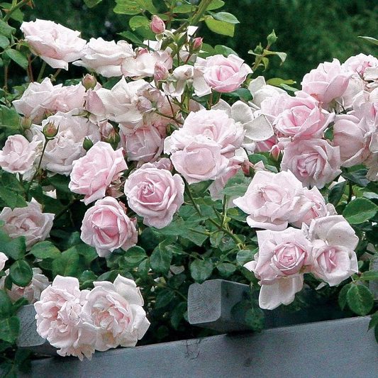New Dawn Climbing Rose Cuttings – 6 Unrooted 6" Propagation Wood for Trellises & Garden Arches, Pink Blooms, Vigorous Garden Climber