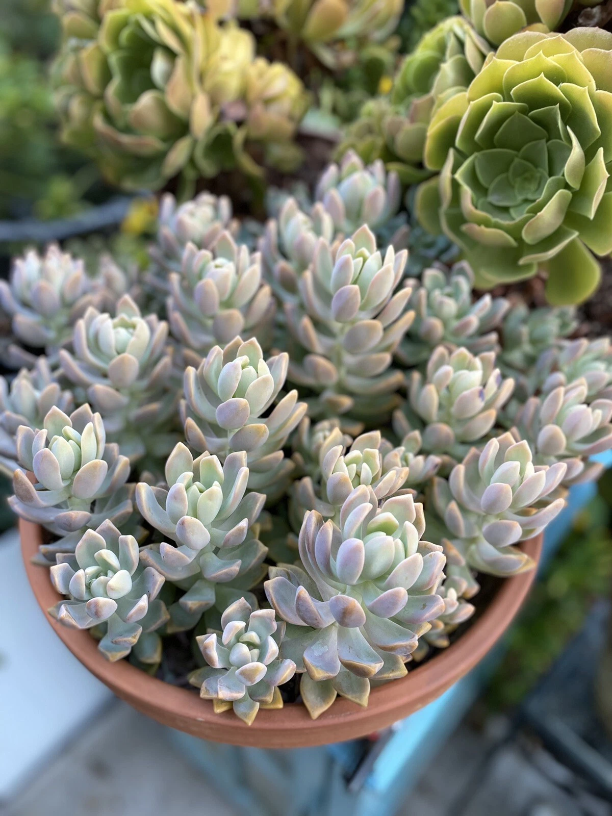 Ghost Plant Succulent Cutting – Unrooted Graptopetalum paraguayense Rosette for Propagation