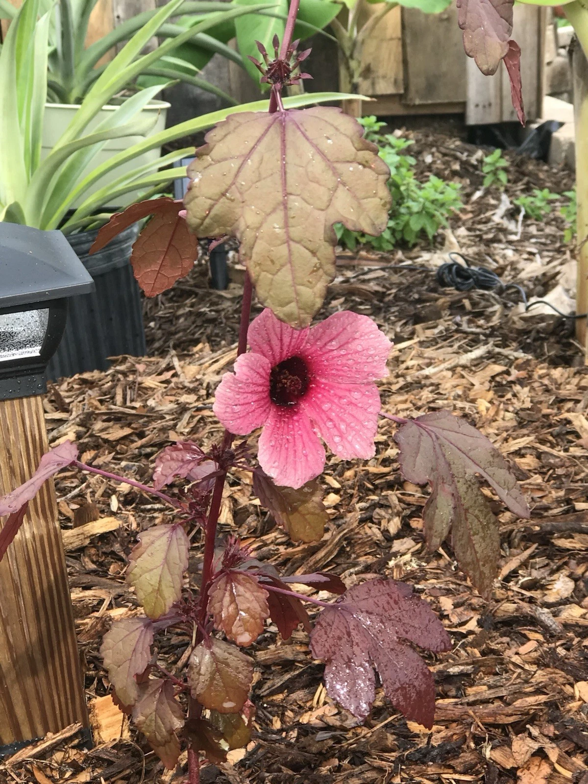 Cranberry Hibiscus Live Plant Cuttings – Hibiscus acetosella Ornamental and Culinary Garden Plant