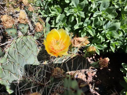 Opuntia Phaeacantha Prickly Pear Cactus Live Plant or Pad Cutting for Desert Garden, Drought Tolerant, Full Sun, Well-Draining Soil