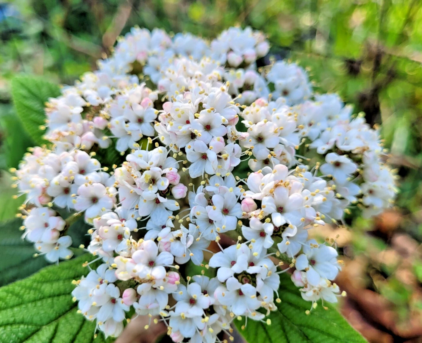 Viburnum ‘Allegheny’ Cuttings – 6 Flowering Shrub Propagation Material Viburnum x rhytidophylloides