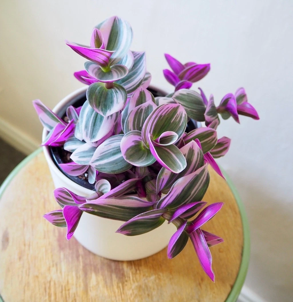Tradescantia Nanouk Stem Cuttings – 3-4 Inch Variegated Pink & White Houseplant Starter Set