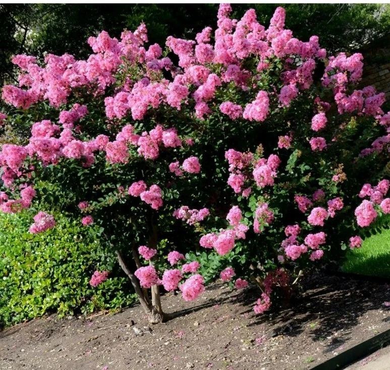 Crepe Myrtle Cuttings – 7 Fresh Branches for Rooting, Lagerstroemia indica, Fast-Growing Shrubs & Trees for Garden Landscaping