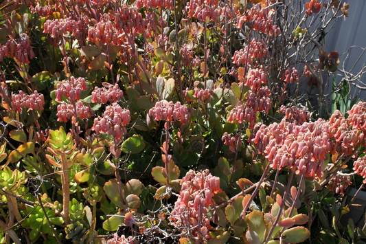 Kalanchoe Fedtschenkoi Succulent Cuttings – Full Box of Propagation Plants, Variegated Foliage, Easy Care, Indoor Gardening, Healthy Rooting