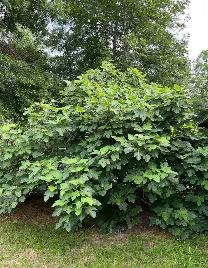 Kadota Fig Tree Cutting – Unrooted Ficus carica ‘Kadota’ for Propagation, Cold Hardy Deciduous Fruit Tree