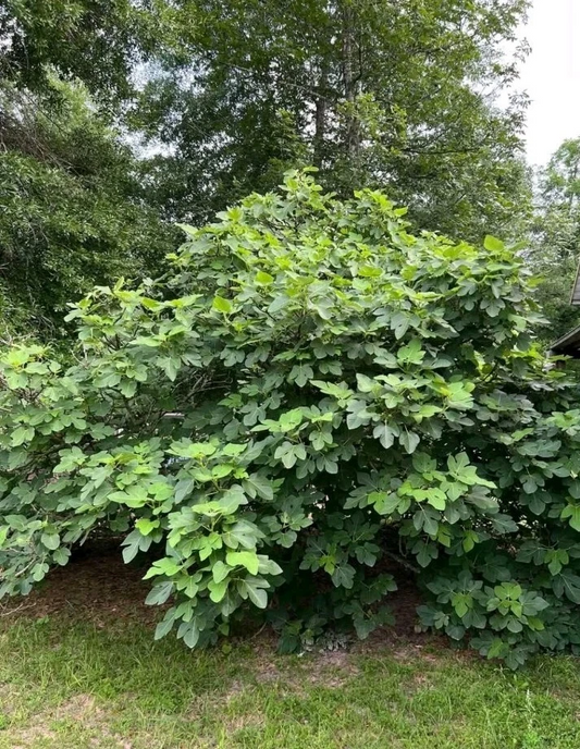 Kadota Fig Tree Cutting – Unrooted Ficus carica ‘Kadota’ for Propagation, Cold Hardy Deciduous Fruit Tree