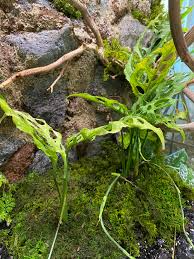 Monstera Obliqua Peru Unrooted Runner Node Cuttings Set of 3 for Propagation Houseplant, Tropical Foliage, Unique Indoor Plant