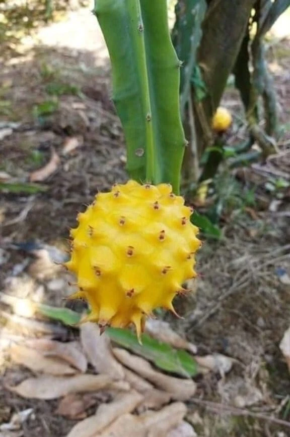 Yellow Dragon Fruit Cutting – 8–12 Inch Palora Selenicereus Megalanthus Climbing Cactus for Propagation