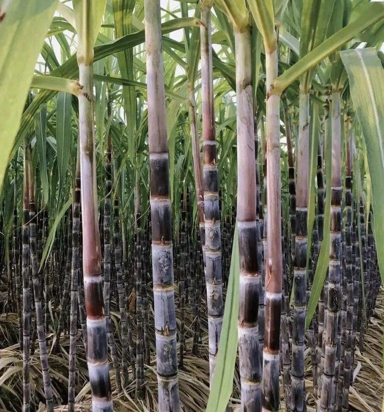 Dark Purple Sugarcane Cuttings – 5 Live Saccharum officinarum Cane Pieces for Tropical Garden Planting