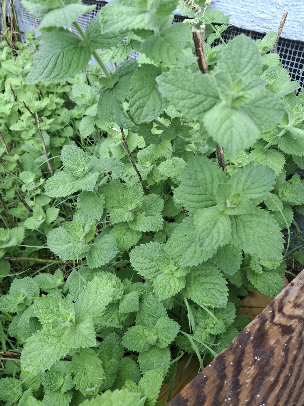 Spearmint Live Plant Cuttings – Mentha spicata – 10 Rooted Pieces – Aromatic Herb for Culinary & Herbal Tea