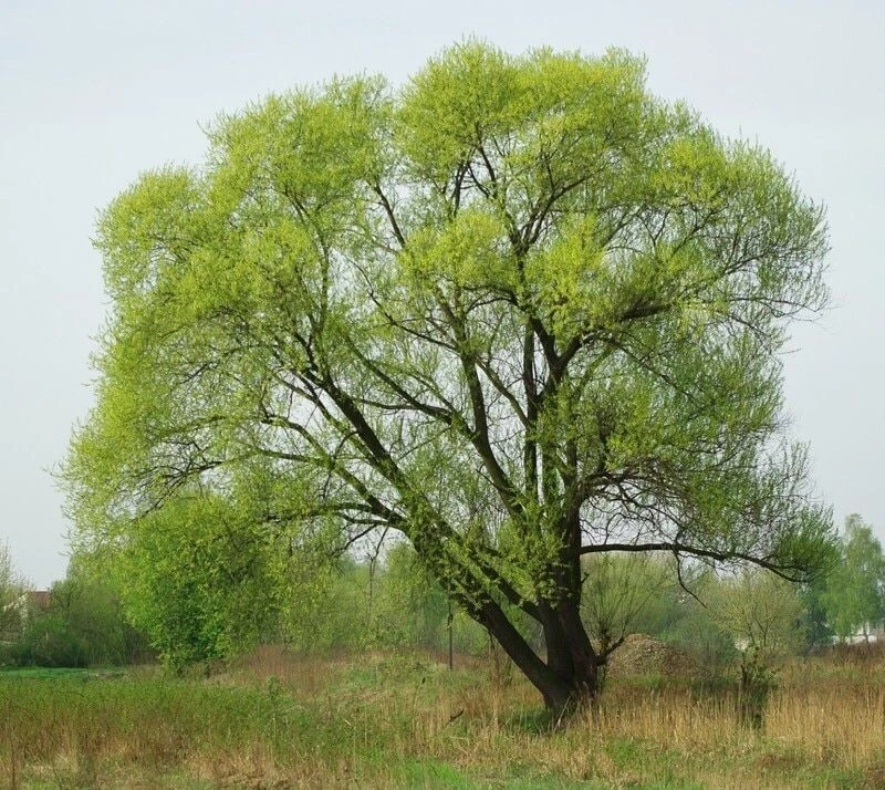 Black Willow Tree Cuttings – 5 Fresh Salix nigra Unrooted Cuttings for Propagation, Native Fast-Growing Tree Starter