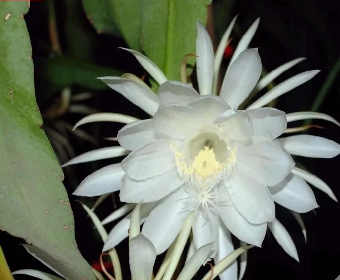 Epiphyllum Oxypetalum Orchid Cactus Cuttings – 4 Unrooted Pieces – Queen of the Night Fragrant Blooms – Succulent Plant for Garden or Indoor