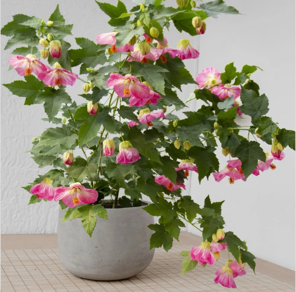 Pink Abutilon Flowering Maple Live Plant – Small Rooted Starter with Bell-Shaped Pink Blooms, Easy Care Garden Plant
