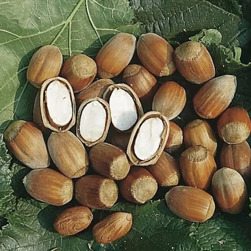Hazelnut Tree Cuttings – 10 Unrooted Corylus Propagation Planting Material for Orchard and Garden