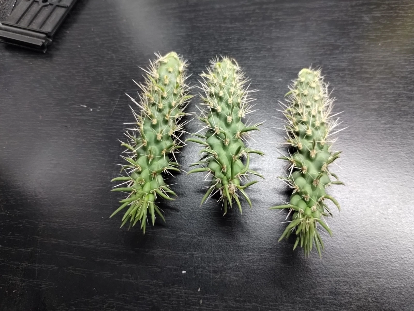 Live Jumping Cholla Cactus Cutting – Cylindropuntia fulgida for Desert & Xeriscape Gardens