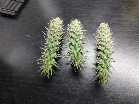 Live Jumping Cholla Cactus Cutting – Cylindropuntia fulgida for Desert & Xeriscape Gardens