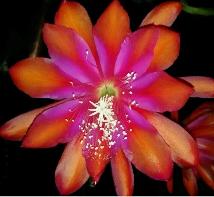 Epiphyllum Sparkling Burgundy Cutting – Orchid Cactus Live Plant with Large Blooming Flowers for Indoor Garden