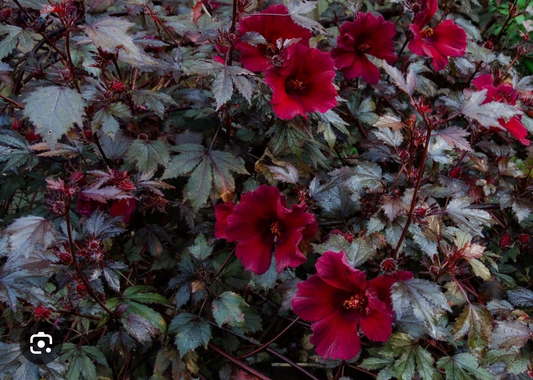 Mahogany Splendor Hibiscus – Red Leaf Hardy Hibiscus Live Starter Plant, Hibiscus acetosella Ornamental Foliage