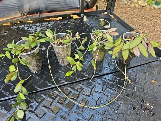 Hoya burtoniae Rooted Cutting – Wax Plant, Bare Root, Indoor or Outdoor, Easy Care, Glossy Leaves, Unique Houseplant