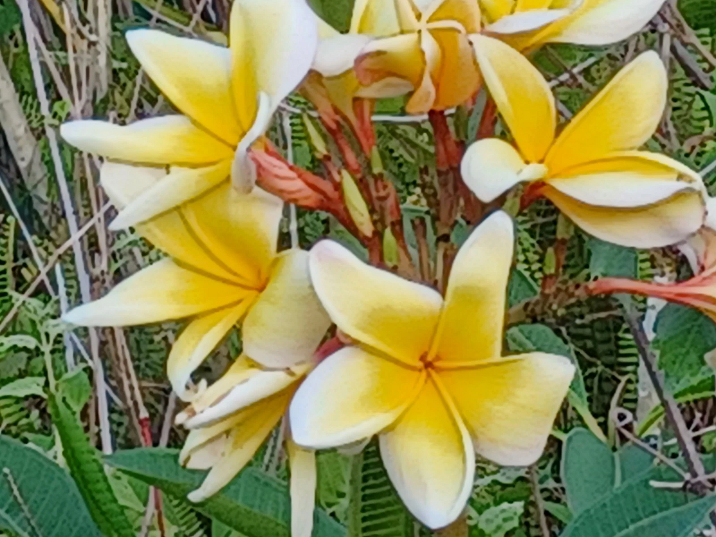 Plumeria Cuttings for Planting – Live Unrooted Frangipani Stems with Vibrant Flower Color, Tropical Garden Planting Material