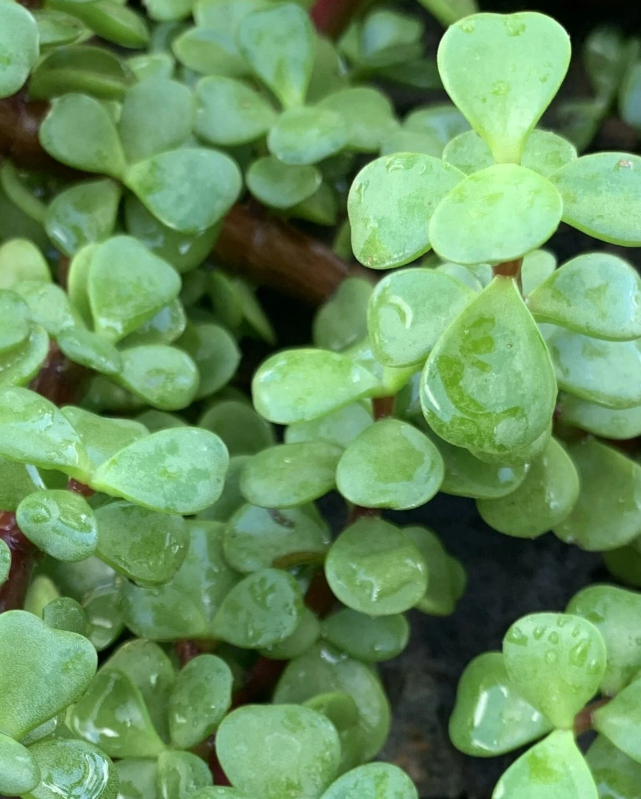 Jade Plant Cuttings – 5 Pack, 4-Inch Crassula Ovata Succulent Stems, Money Plant Indoor Houseplants for Rooting and Easy Care