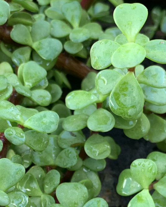 Jade Plant Cuttings – 5 Pack, 4-Inch Crassula Ovata Succulent Stems, Money Plant Indoor Houseplants for Rooting and Easy Care