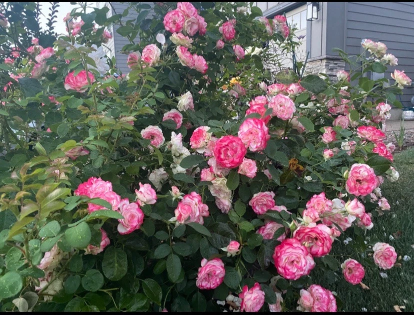Cherry Parfait Rose Cuttings – 3 Unrooted Grandiflora Stems for Rooting or Grafting, Fresh Rose Wood for Garden or Floral Use