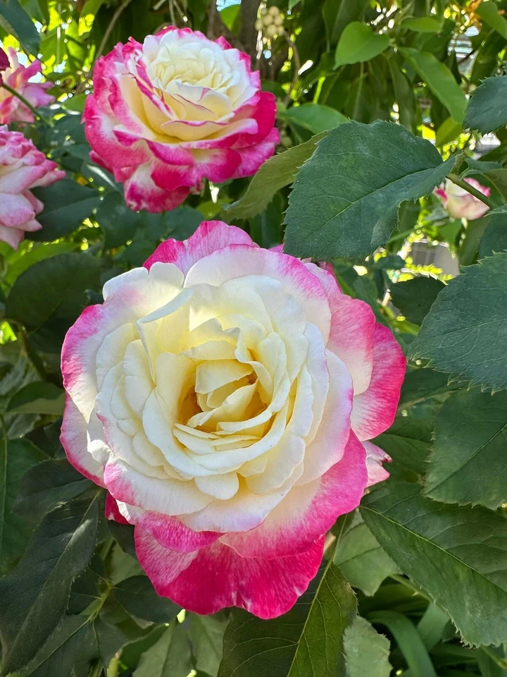 Double Delight Rose Cuttings – 5 Stems for Planting – Large Fragrant Double Bloom Garden Rose – Rosa ‘Double Delight’